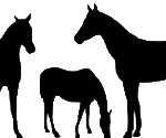 chevaux noirs – transparent